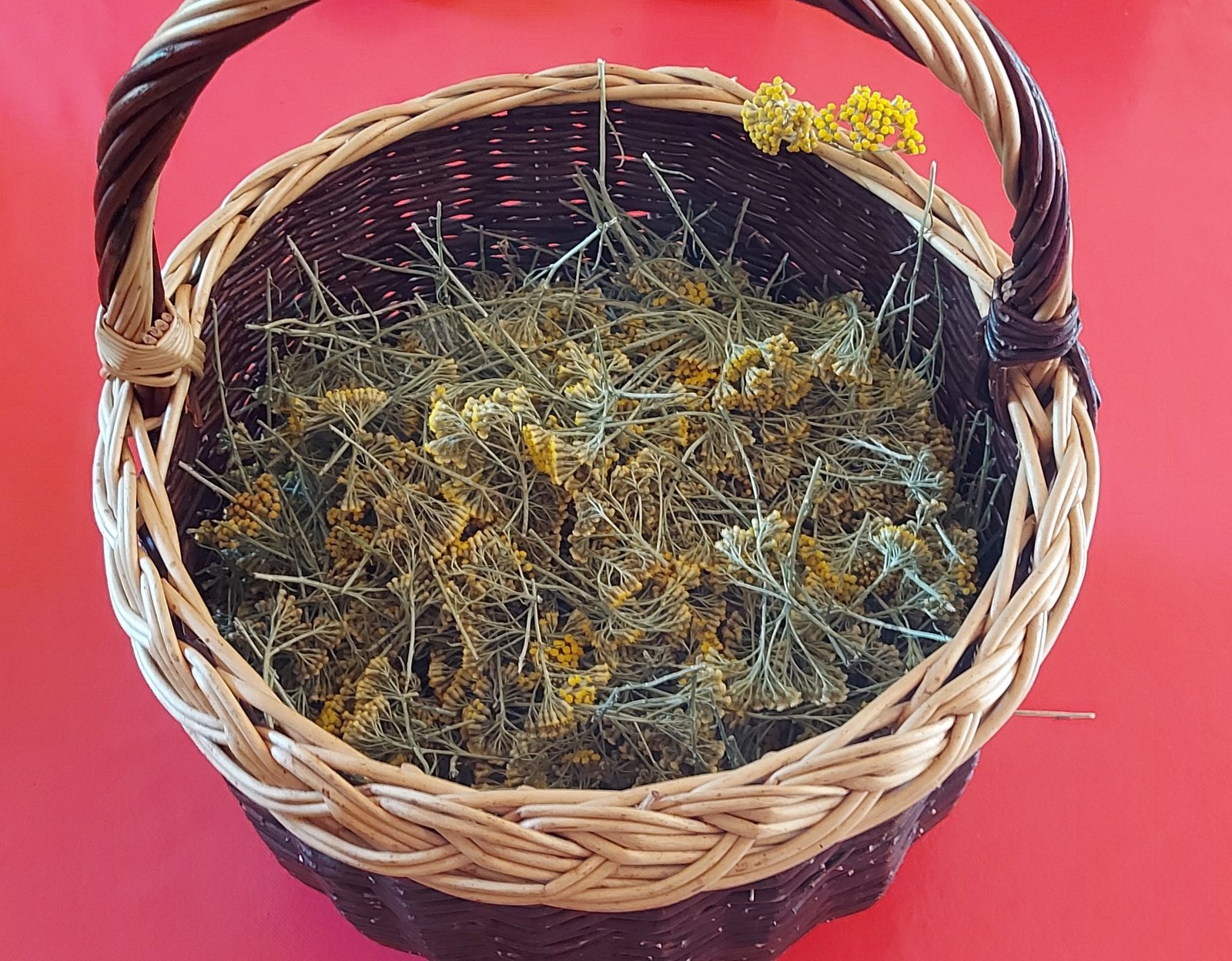Savon à l’Immortelle Corse – Soin Naturel Régénérant & Apaisant pour la Peau 3 Savon immortelle Corse