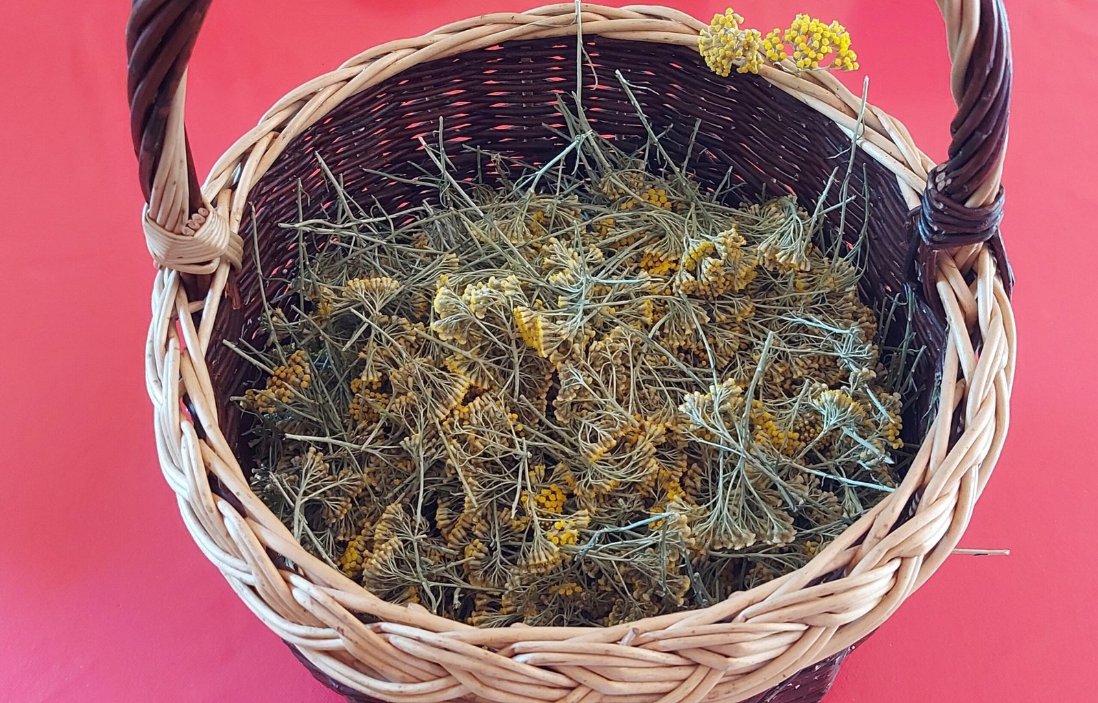 Savon à l’Immortelle Corse – Soin Naturel Régénérant & Apaisant pour la Peau 5 Savon immortelle Corse